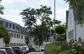 Blick in die Maria-Herbert-Straße in der Ganghofer-Siedlung in Regensburg (Foto: Johanning - wikipedia / CC BY-SA 3.0)